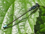 Pacific Forktail, Ischnura cervula, male