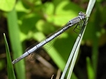 Western Forktail, Ischnura perparva, female