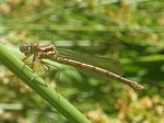 Northern Spreadwing, Lestes disjunctus