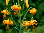 At-A-Glance Guide to Edible Plants