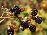 Edible Plants
