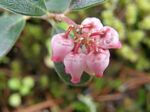 Common Bearberry, Arctostaphylos uva-ursi