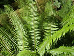 The Sword Fern