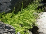 The Nevada Marsh Fern