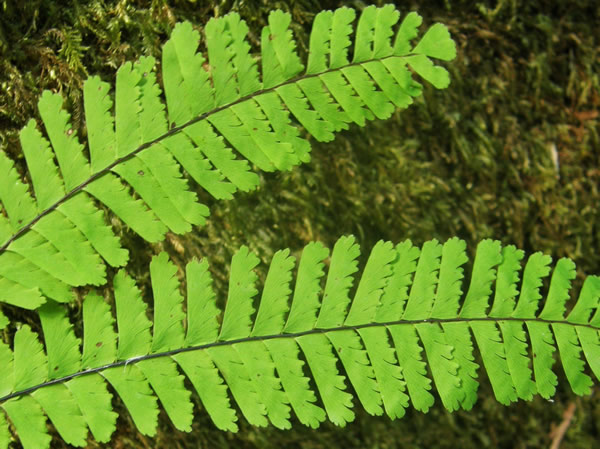 Maidenhair Fern