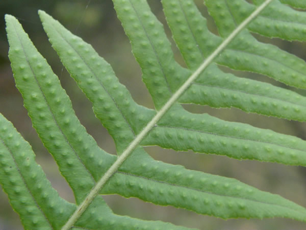 Licorice Fern