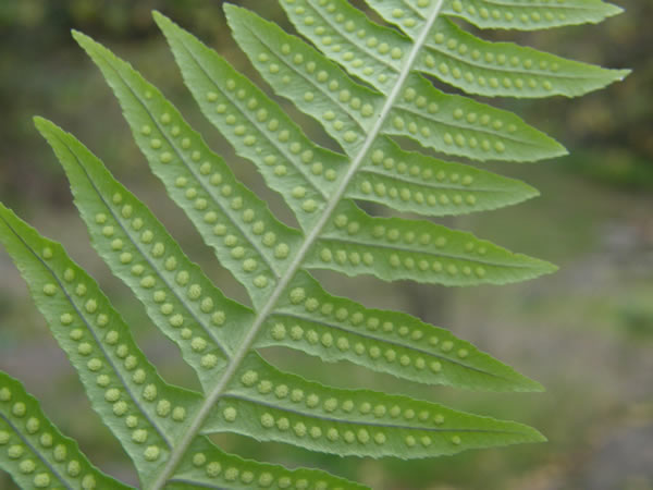 Licorice Fern Underside