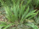 The Deer Fern 