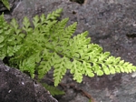 The Fragile Fern