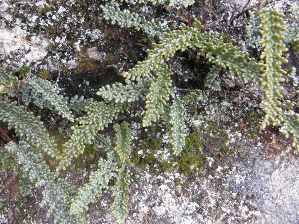 Lacelip Fern