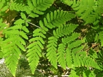 The Oak Fern