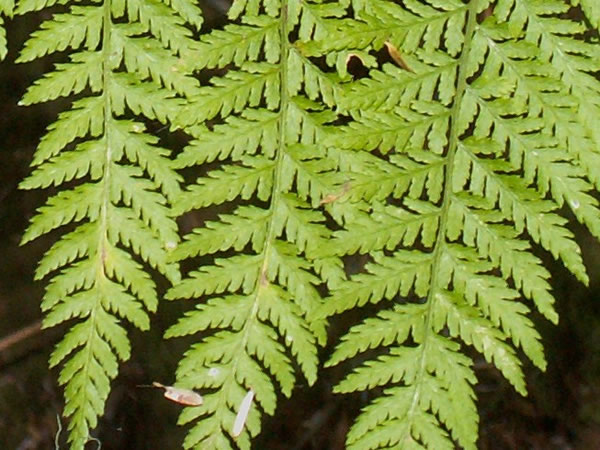 Spiny Wood Fern