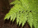 The Spiny Wood Fern