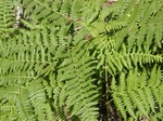 Bracken Fern, Pteridium aquilinum