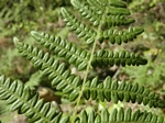 Bracken Fern, Pteridium aquilinum