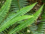 Deer Fern, Blechnum spicant