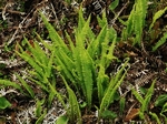 Deer Fern, Blechnum spicant