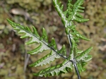 Goldenback Fern, Pityrogramma triangularis