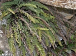 Lacelip Fern, Heilanthes gracillima