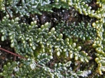 Lacelip Fern, Heilanthes gracillima