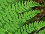 Lady Fern, Athyrium filix-femina