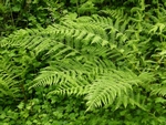 Lady Fern, Athyrium filix-femina