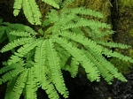 Maidenhair Fern, Adiantum aleuticum