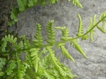 Nevada Marsh Fern, Thelypteris nevadensis