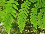 Oak Fern, Gymnocarpium dryopteris