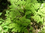 Oak Fern, Gymnocarpium dryopteris