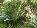 Sword Fern, Polystichum munitum