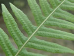 Liquorice Fern, Polypodium glycyrrhiza