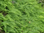 Liquorice Fern, Polypodium glycyrrhiza