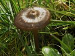 Nolanea farinolens 