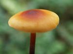 Xeromphalina fulvipes