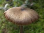 Nolanea hirtipes
