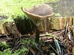 Omphalina epichysium