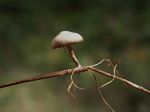 Psilocybe inquilina