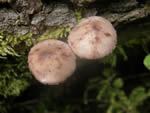 Bleeding Fairy Helmet, Mycena haematopus