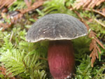 Zeller's Bolete, Boletus zelleri	