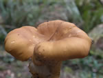 Pacific Golden Chanterelle, Cantharellus formosus