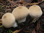 Gem Studded Puffball, Lycoperdon perlatum