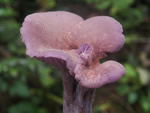 Amethyst Deceiver, Laccaria amethysteo-occidentalis	