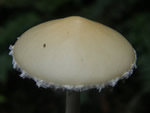 Questionable Stropharia, Stropharia ambigua
