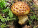 Bristly Pholiota, Pholiota squarrosoides