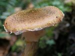 Armillaria sinapina