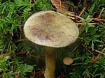 Gilled Bolete, Phylloporus rhodoxanthus