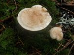 Sulphur Knight, Tricholoma sulphureum
