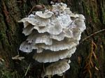 White-rot Fungus, Trametes hirsute