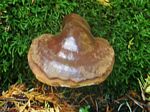 Hemlock Varnish Shelf, Ganoderma tsugae